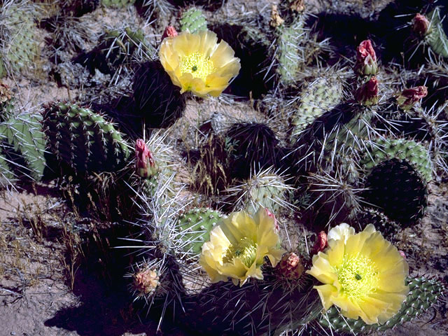 Opuntia rufida (Blind pricklypear) #2603