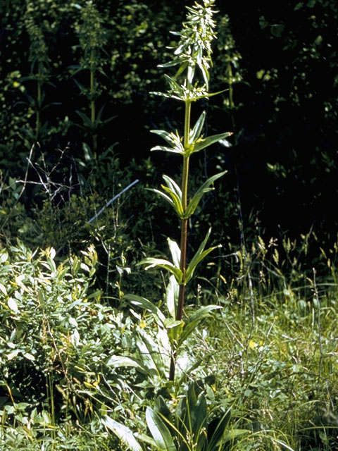 Frasera caroliniensis (American columbo) #2694