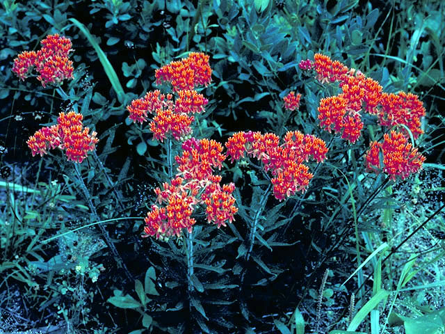 Asclepias tuberosa (Butterflyweed) #2912