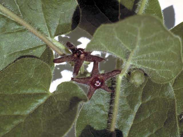 Matelea biflora (Star milkvine) #2946