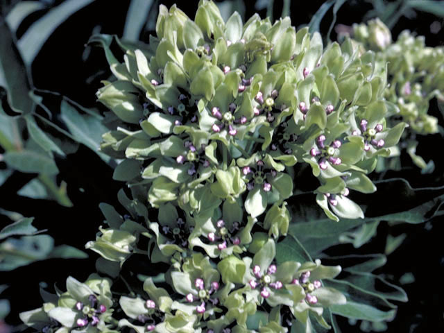 Asclepias viridis (Green milkweed) #2950
