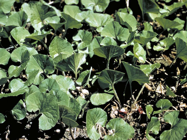 Asarum canadense (Canadian wild ginger) #2818