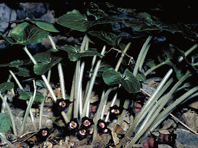 Asarum canadense (Canadian wild ginger) #2823