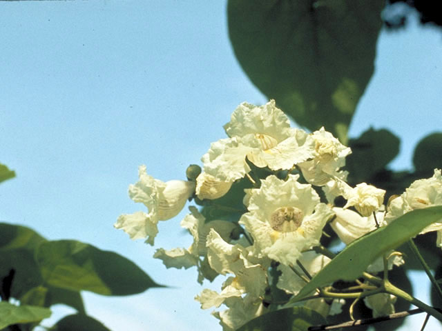 Catalpa bignonioides (Southern catalpa) #3055