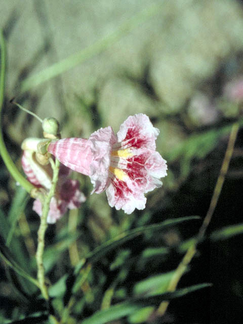 Chilopsis linearis (Desert willow) #3060