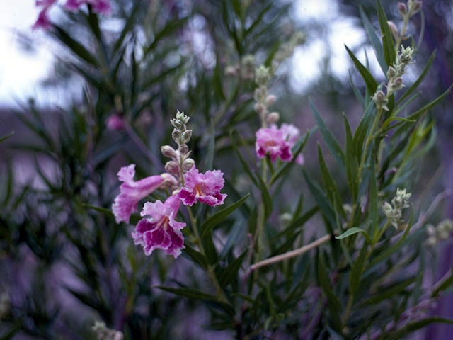 Chilopsis linearis (Desert willow) #3061