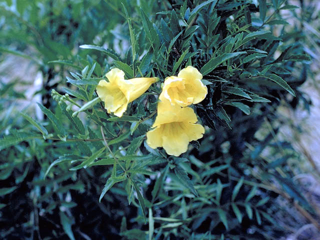 Tecoma stans (Yellow bells) #3066