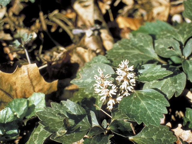 Pachysandra procumbens (Allegheny spurge) #3241