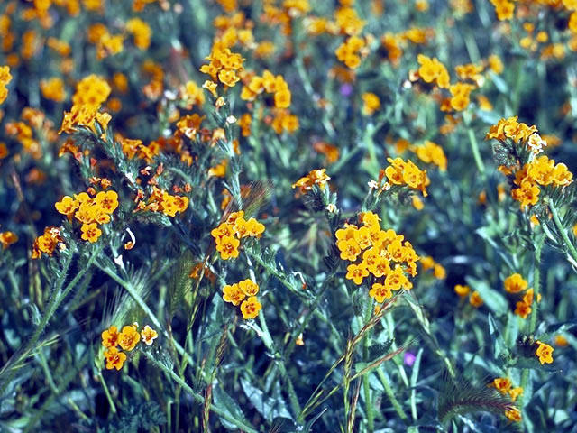 Amsinckia menziesii var. intermedia (Common fiddleneck) #3249