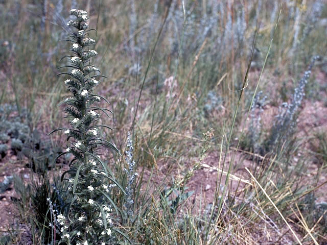 Cryptantha virgata (Miner's candle) #3277