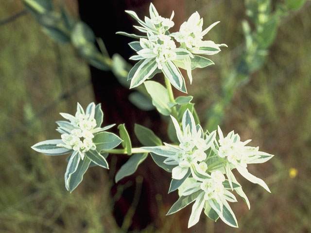 Euphorbia marginata (Snow on the mountain) #3377