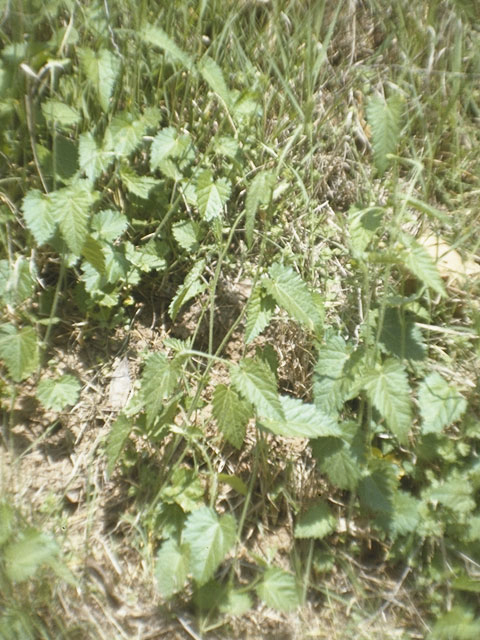 Tragia betonicifolia (Betonyleaf noseburn) #3408