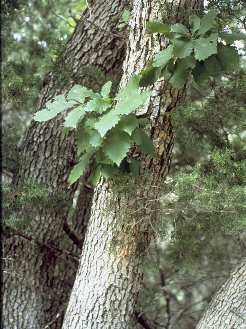 Quercus muehlenbergii (Chinkapin oak) #3437