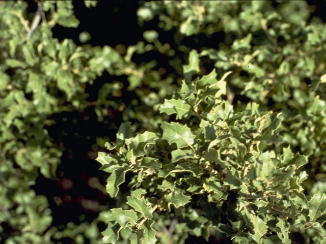 Quercus vaseyana (Vasey oak) #3452