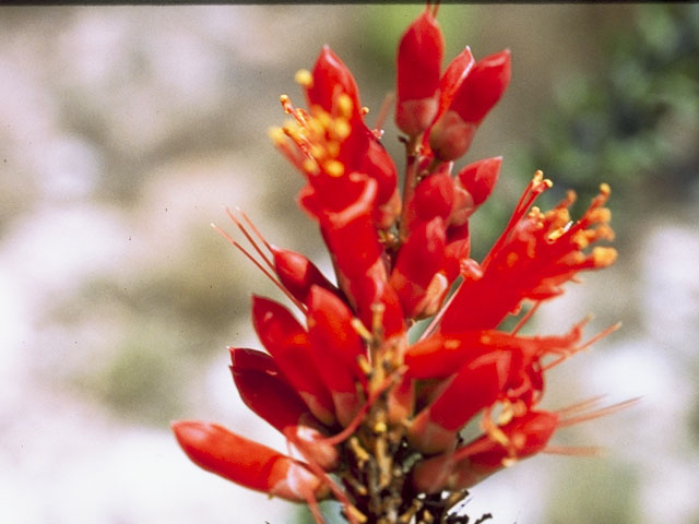 Fouquieria splendens (Ocotillo) #3460