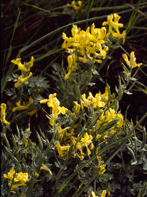 Corydalis aurea (Scrambled eggs) #3467