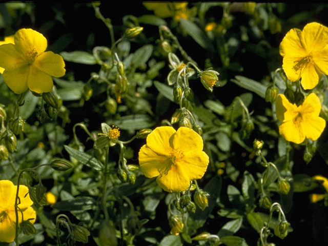 Helianthemum canadense (Longbranch frostweed) #3516