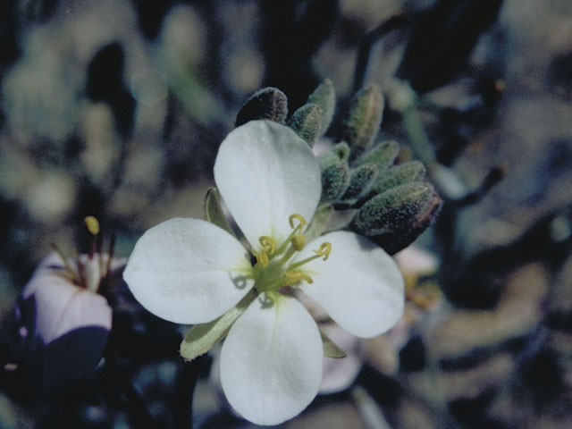 Nerisyrenia camporum (Bicolor fanmustard) #3650