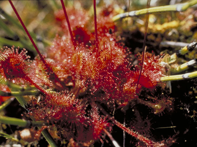 Drosera rotundifolia (Roundleaf sundew) #3794