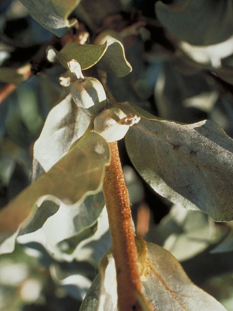 Elaeagnus commutata (Silverberry) #3808