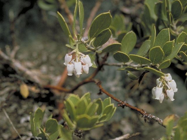 Arctostaphylos patula (Greenleaf manzanita) #3828