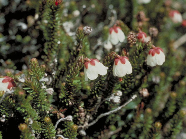 Harrimanella stelleriana (Alaska bellheather) #3843