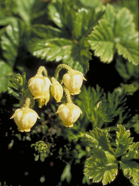 Phyllodoce aleutica (Aleutian mountainheath) #3900