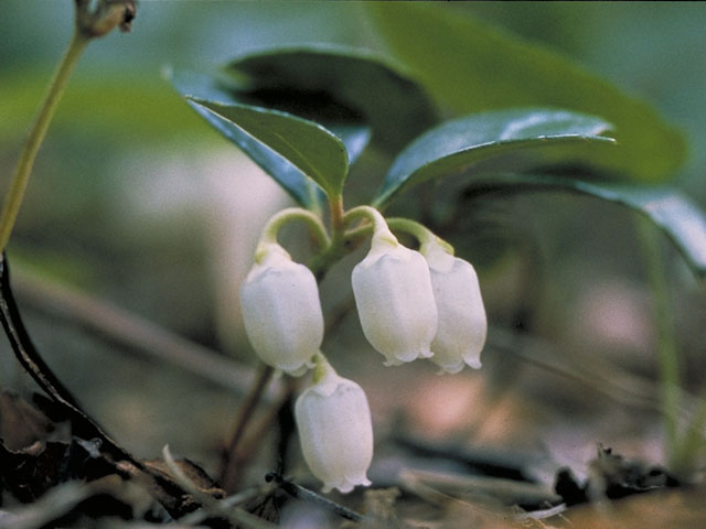 Vaccinium myrtilloides (Velvetleaf huckleberry) #3964