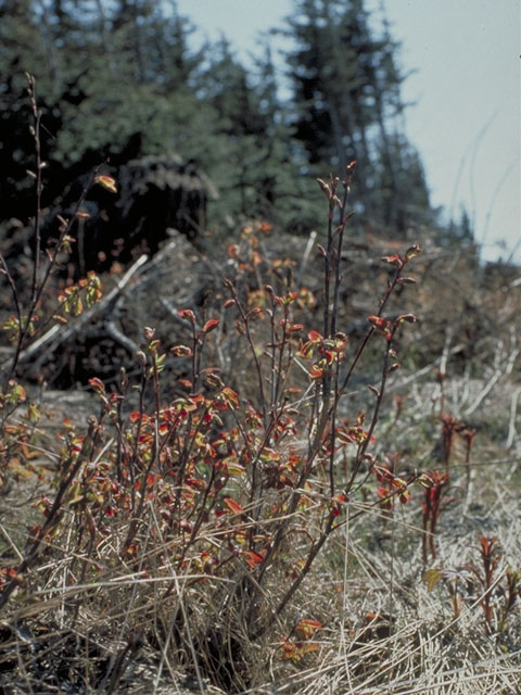 Vaccinium ovalifolium (Oval-leaf blueberry) #3970