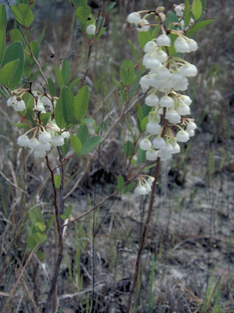 Zenobia pulverulenta (Honeycup) #3983