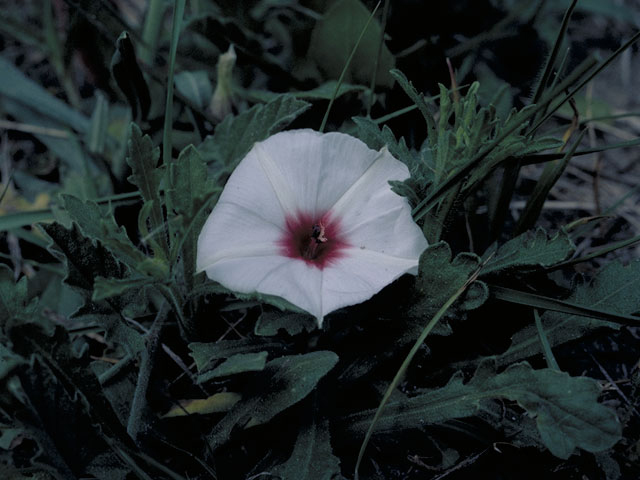 Convolvulus equitans (Texas bindweed) #3992