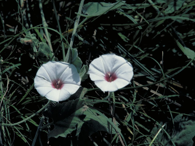 Convolvulus equitans (Texas bindweed) #3993