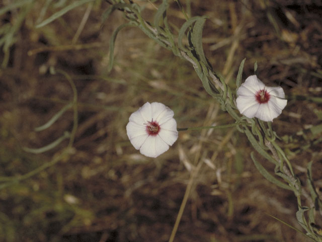 Convolvulus equitans (Texas bindweed) #3995