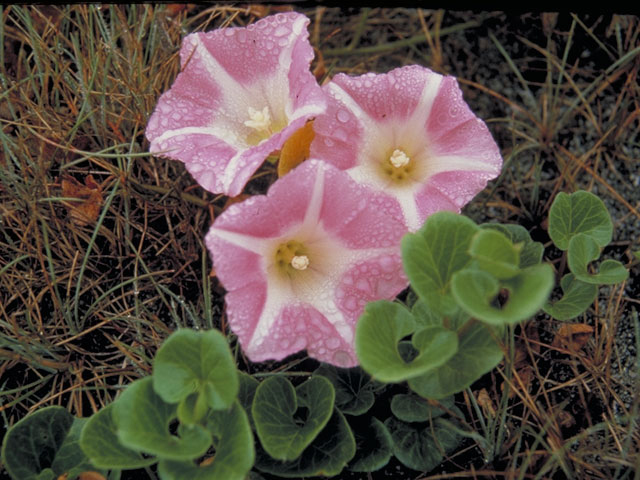 Calystegia soldanella (Seashore false bindweed) #4006