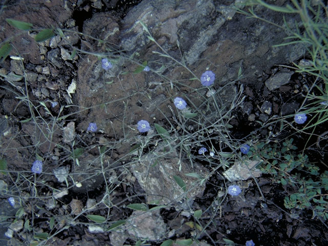 Evolvulus alsinoides var. angustifolius (Slender dwarf morning-glory) #4014