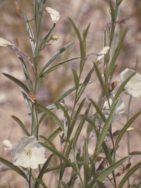 Evolvulus sericeus (Silver dwarf morning-glory) #4015