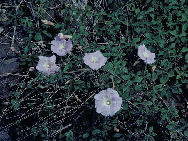 Ipomoea lindheimeri (Lindheimer's morning-glory) #4036