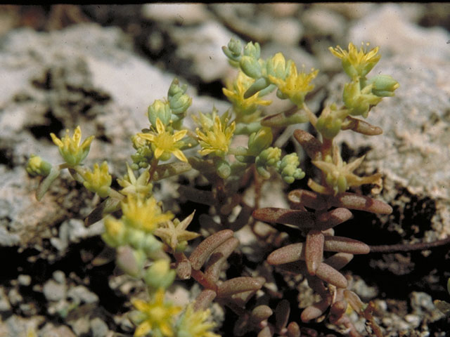 Sedum nanifolium (Dwarf stonecrop) #4144