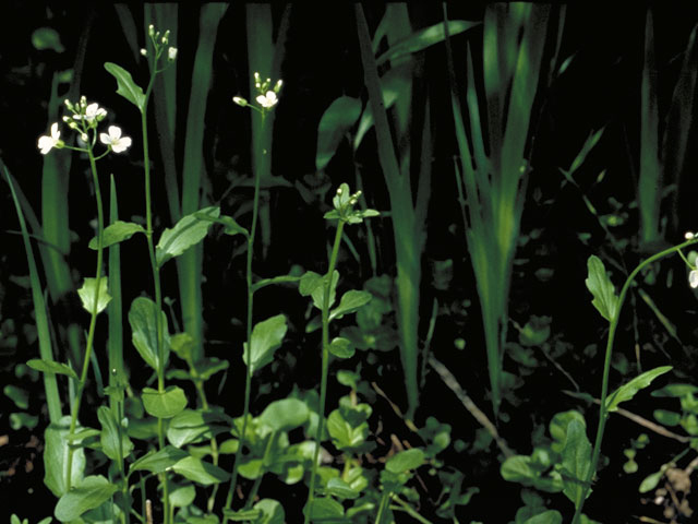 Cardamine pratensis (Cuckoo flower) #4189