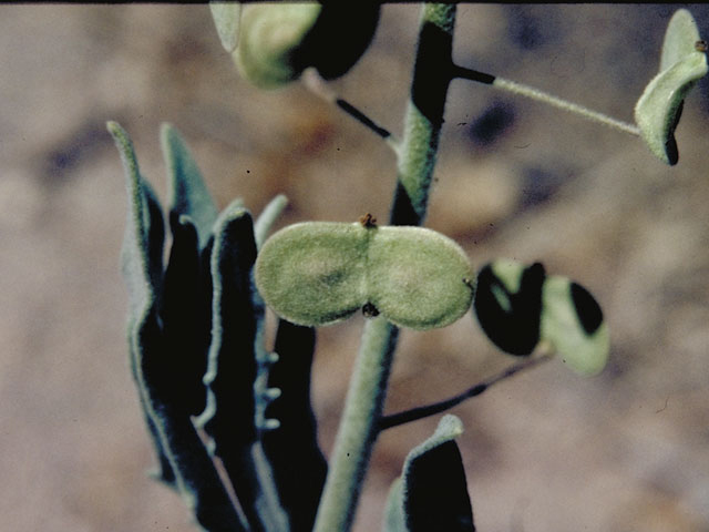 Dimorphocarpa wislizeni (Touristplant) #4215