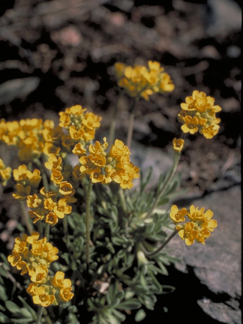 Draba incerta (Yellowstone draba) #4223