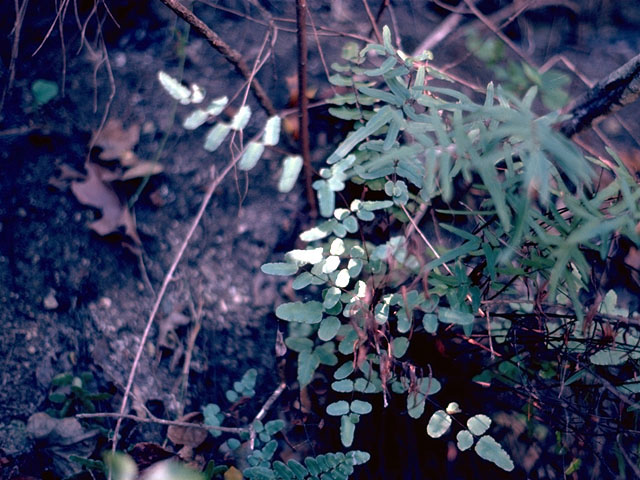 Pellaea atropurpurea (Purple cliffbrake) #16835