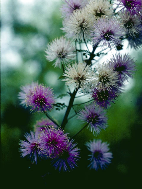 Mimosa borealis (Fragrant mimosa) #4254