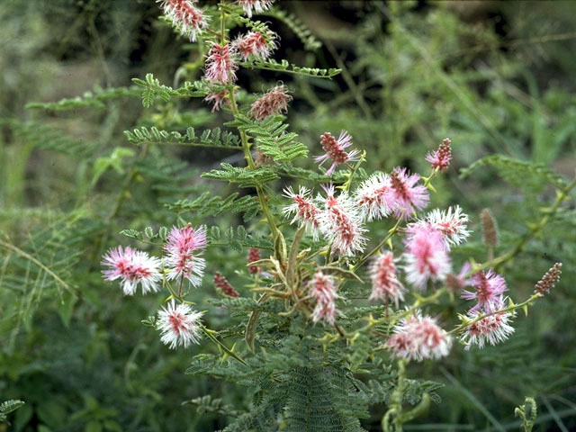 Mimosa dysocarpa (Velvetpod mimosa) #4256