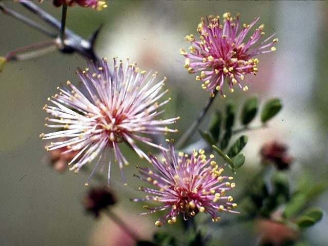 Mimosa borealis (Fragrant mimosa) #4257