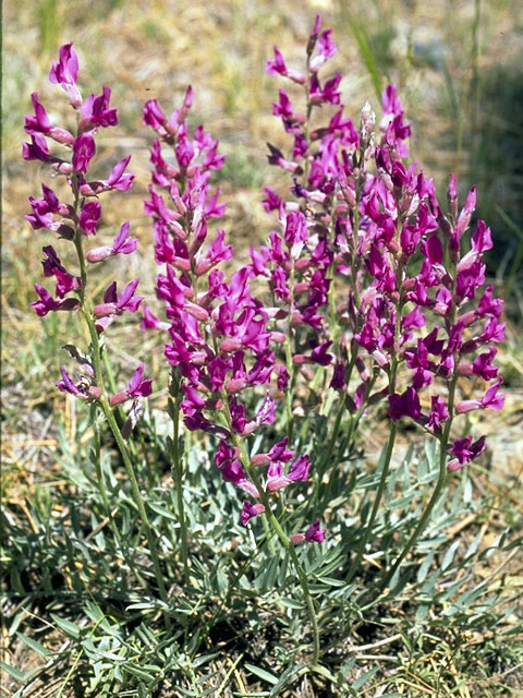 Oxytropis lambertii (Purple locoweed) #4268