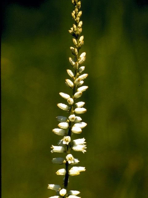 Aletris farinosa (White colicroot) #4403