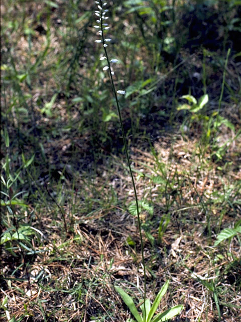 Aletris obovata (Southern colicroot) #4405