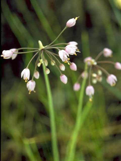 Allium cernuum (Nodding onion) #4423