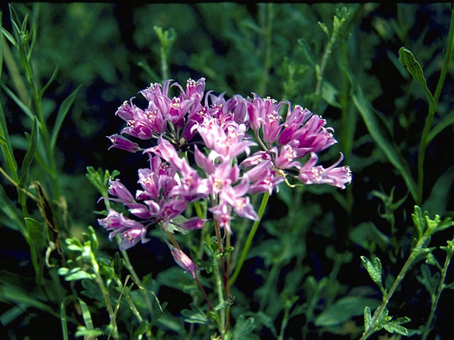 Allium douglasii (Douglas' onion) #4432